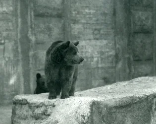A young Brown Bear at London Zoo, June 1914