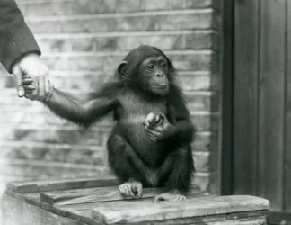 A Young Chimpanzee Holding the Hand of a Keeper While Sitting on a Wooden Crate, London Zoo, June 1926