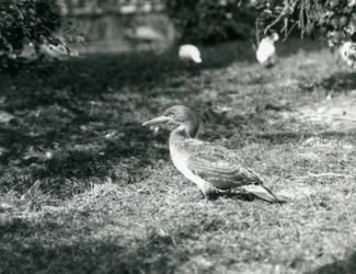 A Young Gannet Standing on Grass at London Zoo