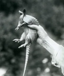 A Young Nine-banded Armadillo Held Up in a Keeper