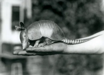 A Young Nine-banded Armadillo Resting on a Keeper