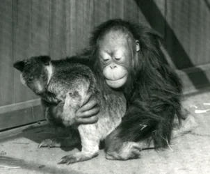 A Young Orangutan Hugs a Tree Kangaroo at London Zoo in 1927