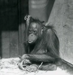 A young Orangutan sitting in its enclosure at London Zoo, October 1925