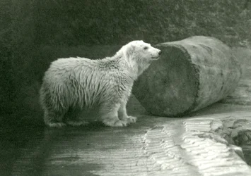 A young Polar Bear at London Zoo in November 1924