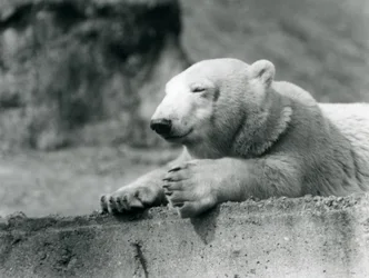 A young Polar Bear resting on a concrete ledge at London Zoo in 1927