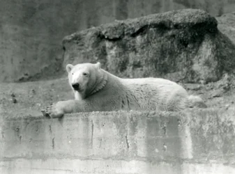 A young Polar Bear rests on a rocky ledge in its enclosure at London Zoo in 1927