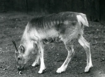 A young Reindeer at London Zoo, 1925