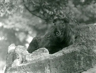A young Takin resting on a rock, London Zoo, June 1924
