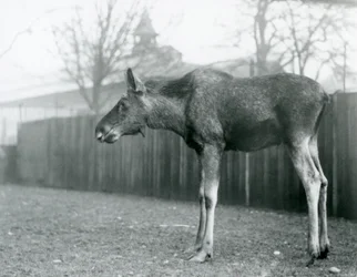 A young bull Elk with wounds of recently shed antlers, standing in his paddock at London Zoo