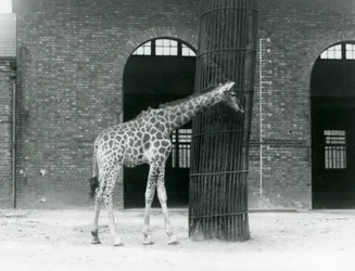 A Young Female Giraffe Standing in Front of a Tree, in the Paddock Outside the Giraffe House, London Zoo