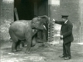 A Young Female Indian Elephant with Keeper H. Robertson, London Zoo