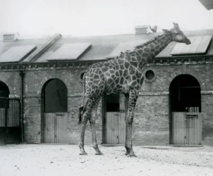 A young male Giraffe standing in his paddock in front of the Giraffe House, London Zoo