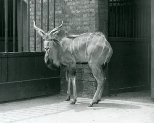 A Young Male Greater Kudu Standing in His Enclosure at London Zoo in 1929