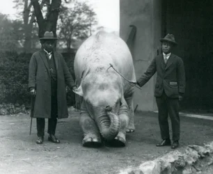 Albino White Elephant Pawah with Dr. Saw Po Min and Son, London Zoo, May 1926