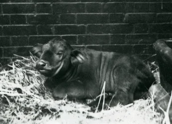 An African Cape Buffalo calf, born in the menagerie on the 8th February 1927, lying in straw, London Zoo, February 1927