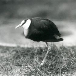 An African Jacana Standing on Grass at London Zoo, August 1927