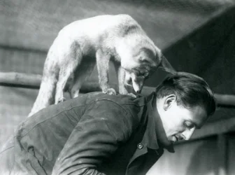 An Arabian Red Fox looks over the shoulder of keeper F. Shelley, while standing on his back, as he bends over, London Zoo, 1925