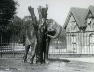 An Asian Elephant scratching behind its ear on the scratching post, in its enclosure, London Zoo