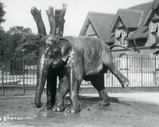 An Asian Elephant scratching itself against a dead tree, while balancing on three legs, London Zoo