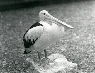 An Australian Pelican standing on a stone at London Zoo in 1929