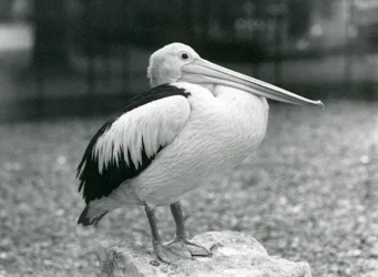 An Australian Pelican standing on a stone at London Zoo in 1929