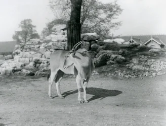 An Eland standing in its paddock at London Zoo in 1929