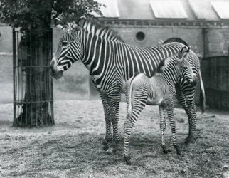 An Endangered Grevy