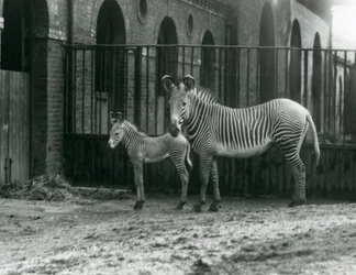 An Endangered Grevy