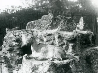 A Himalayan Ibex Resting on a Rock Ledge at London Zoo, August 1927