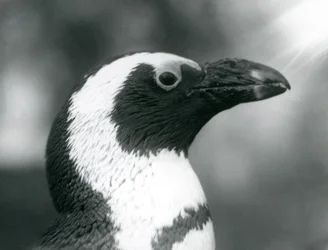 Adult Black-footed Jackass African Penguin at London Zoo, September 1925