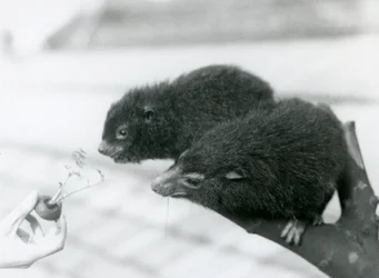 An Adult and Young Western Tree Hyrax Sitting on a Branch and Leaning Over to a Carrot Top Being Held for Them to Eat, London Zoo