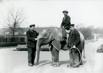 An Baby Indian Elephant with Keepers A. Church and H. Robertson at London Zoo, June 1922