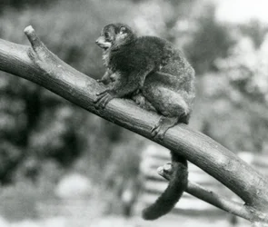 An endangered Coquerel