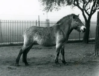 An Endangered Przewalski