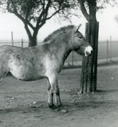 An Endangered Przewalski