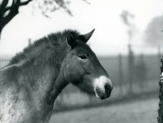 An Endangered Przewalski