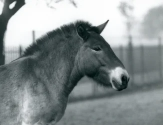 An Endangered Przewalski