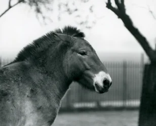 An Endangered Przewalski