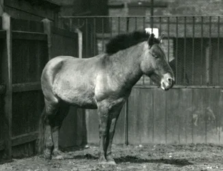 An endangered Przewalski