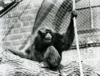 An endangered Siamang gibbon sitting on a log, holding a rope, London Zoo, 1927