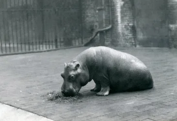 Baby Hippopotamus 