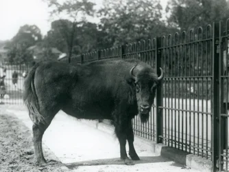 European Bison Georgina at the bars of her paddock, London Zoo, 12th August 1926
