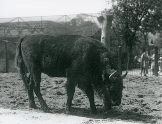 European Bison Julia eating the grass in her paddock, London Zoo, 12th August 1926