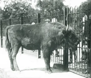 European Bison 