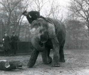 Female Asian Elephant, 