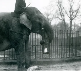 Female Asian Elephant, 