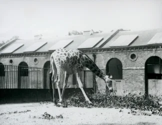 Female Giraffe, 