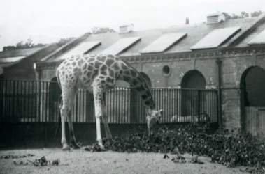 Female Giraffe 