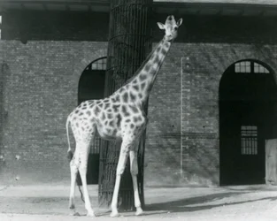 Female Giraffe, 
