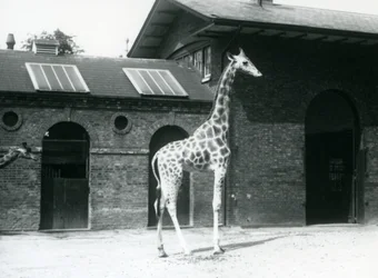 Female Giraffe, Maud, standing in the paddock outside the Giraffe House, London Zoo, July 1925